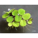 Salvinia  auriculata  