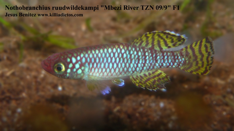 nothobranchius korthausae Mbezi River TZN 09/9