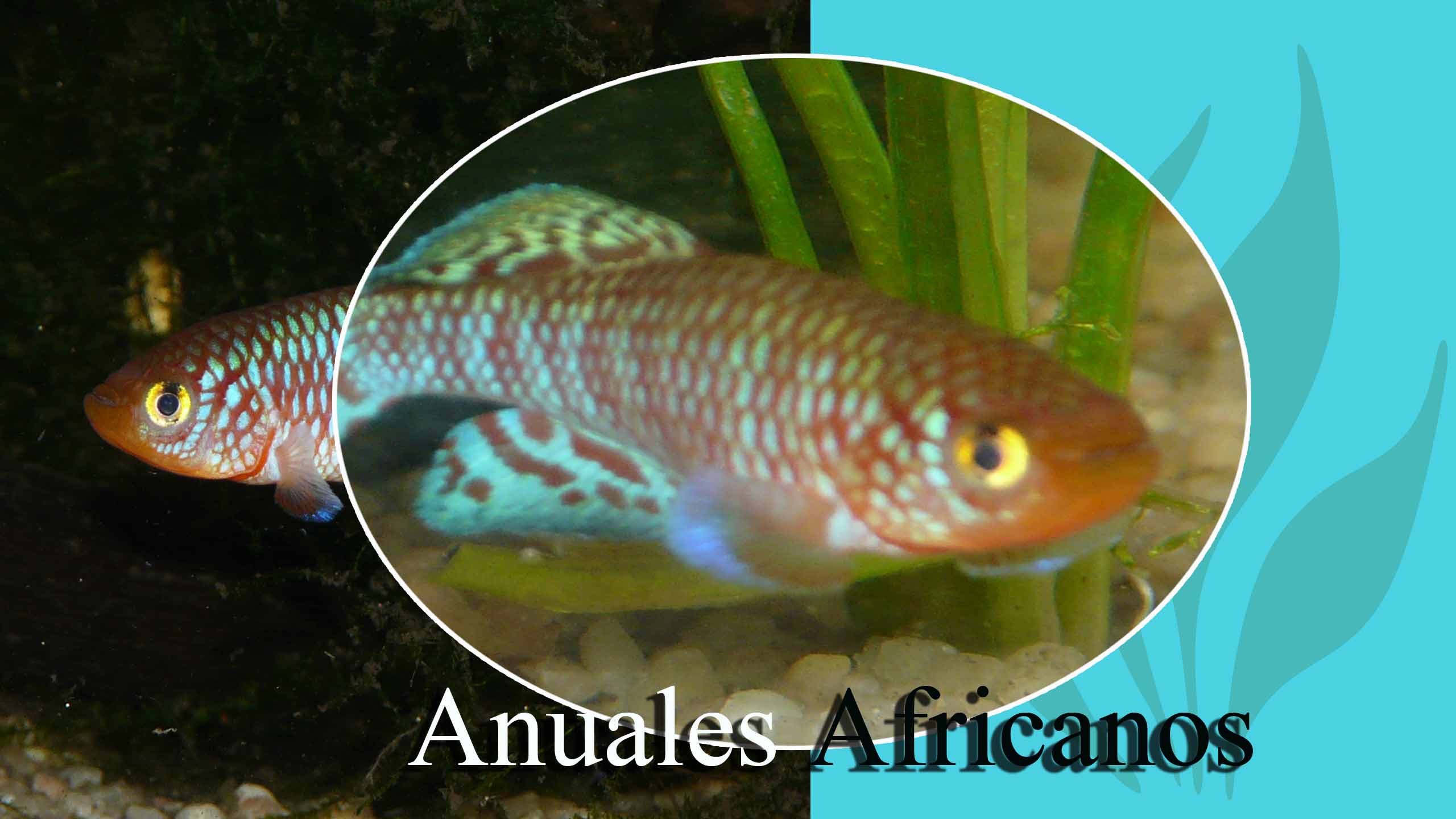 anuales africanos